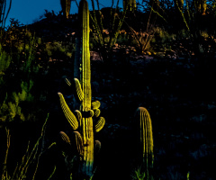 A Mighty Saguaro Of The Sonoran Desert