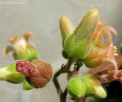 Knospen