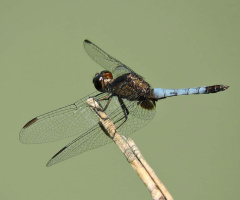 Blue dragonfly 