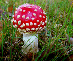 FLIEGENPILZ