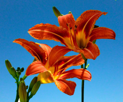 BLÜTEN