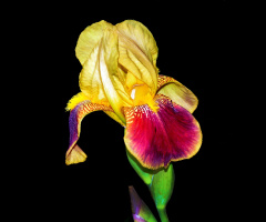 BLÜTE