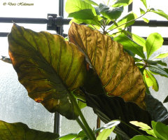 plant leaves 
