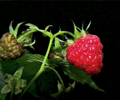 BEEREN