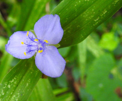 Mini flower