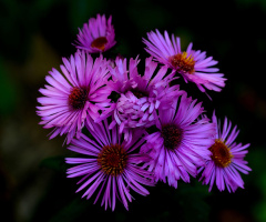 BLÜTEN