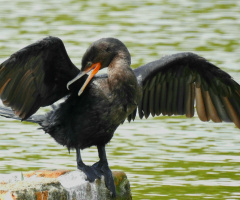 Biguá