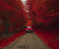 Kendimi Aramak İçin Çıktığım  Yol