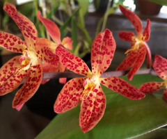 Orchids 