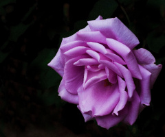 BLÜTE
