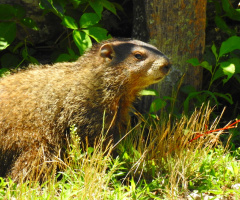 Marmot