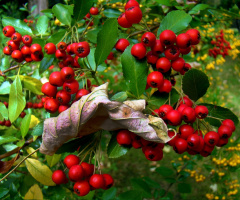 BEEREN