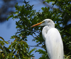 Great egret