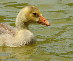 Duckling