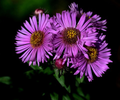 BLÜTEN