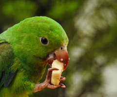 Eating Banana