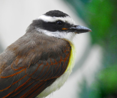 Bem-te-vi (Pitangus sulphuratus)