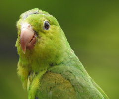 Parakeet
