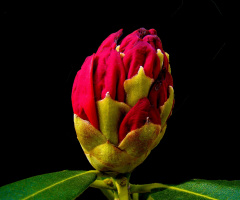 BLÜTEN