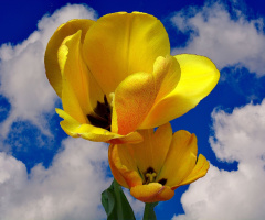 BLÜTEN