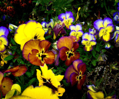 BLÜTEN