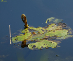 water lily