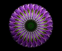 BLUMENMANDALA