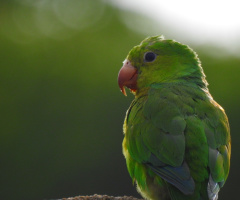 Periquito