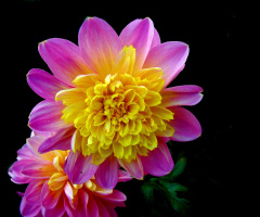 BLÜTEN