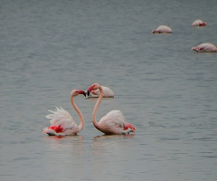 Flamingolar 2