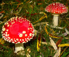 FLIEGENPILZE
