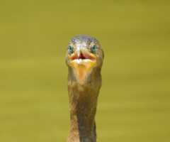 Biguá