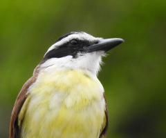 Bem-te-vi