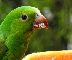 Parakeet 