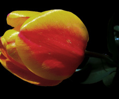 BLÜTE