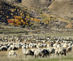 Sürü