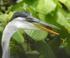 Cocoi Heron
