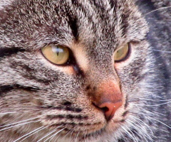 Kedi