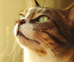 Gato
