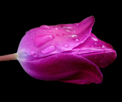 BLÜTE