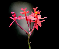Mini Orchids
