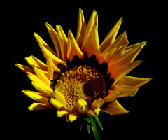 BLÜTE