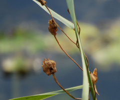 Umschlungen