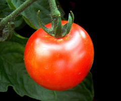 TOMATE