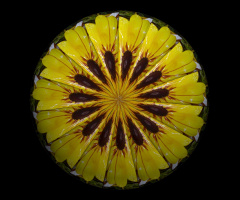 BLUMENMANDALA
