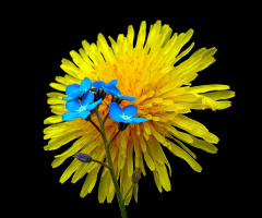 BLÜTEN