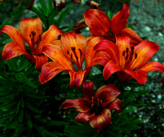 BLÜTEN