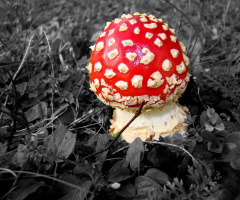 FLIEGENPILZ