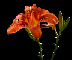 BLÜTE