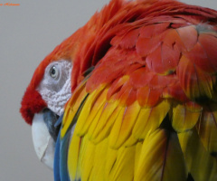 Ara